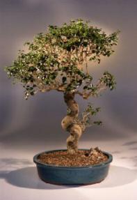 Ligustrum Bonsai Tree<br><i>(ligustrum lucidum)</i>