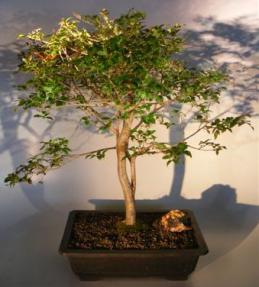 Jaboticaba Bonsai Tree<br><i>(eugenia cauliflora)</i>