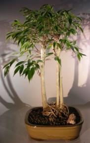 Ficus Midnight Bonsai Tree <br>Exposed Roots Style <br><i>(benjamina 'midnight')</i>