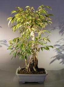 Ficus Midnight Bonsai Tree <br>Exposed Roots Style <br><i>(benjamina 'midnight')</i>