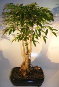 Ficus Midnight Bonsai Tree <br>Exposed Roots Style <br><i>(benjamina 'midnight')</i>