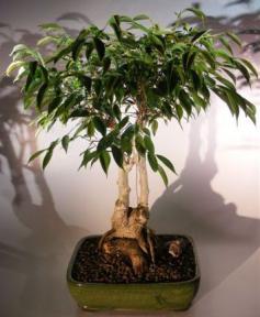 Ficus Midnight Bonsai Tree <br>Exposed Roots Style <br><i>(benjamina 'midnight')</i>