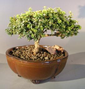 Japanese Kingsville Boxwood Bonsai Tree<br><i>(buxus microphylla compacta)</i>