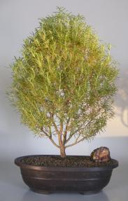 Flowering Rosemary Bonsai Tree <br><i>(rosmarinus officinalis)</i>