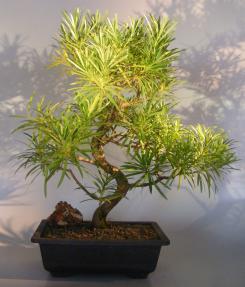 Flowering Podocarpus Bonsai Tree <br>Curved Trunk Style<br><i>(podocarpus macrophyllus)</i>