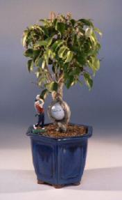 Golf Ball Ficus Bonsai Tree<br><i>(ficus benjamina)</i>