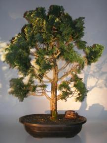 Dwarf Hinoki Cypress Bonsai Tree<br><i>(chamecyparis 