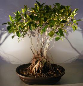 Ginseng Ficus Bonsai Tree<br>Root Over Rock Style<br><i>(ficus retusa)</i>