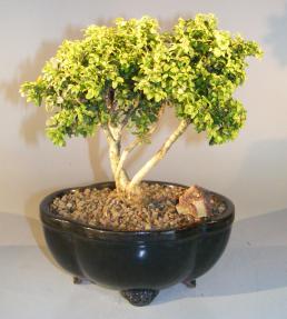 Japanese Kingsville Boxwood Bonsai Tree<br><i>(buxus microphylla compacta)</i>