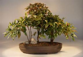 Heavenly Bamboo Bonsai Tree<br><i>(nandina domestica 'firepower')</i>