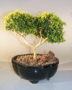 Japanese Kingsville Boxwood Bonsai Tree<br><i>(buxus microphylla compacta)</i>