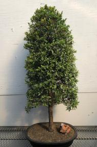 Flowering Brush Cherry - Christmas Tree Style<br> (eugenia myrtifolia)