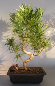 Flowering Podocarpus Bonsai Tree <br>Curved Trunk Style<br><i>(podocarpus macrophyllus)</i>