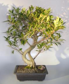 Ficus Retusa Bonsai Tree<br> Curved Trunk  <br><i>(ficus retusa)</i>