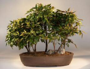 Heavenly Bamboo Bonsai Tree<br><i>(nandina domestica 'firepower')</i>