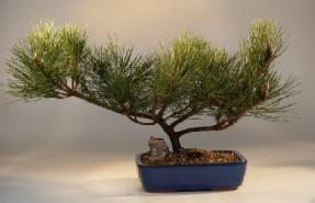 Japanese Black Pine Bonsai Tree<br><i>(pinus thunbergii 'mikawa')</i>