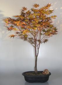 Japanese Red Maple Bonsai Tree<br><i>(acer palmatum 'Rhode Island Red)</i>