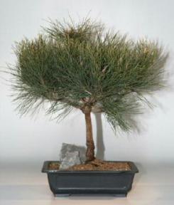 Japanese Black Pine Bonsai Tree<br><i>(pinus thunbergii 'mikawa')</i>