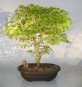 Flowering Brazilian Raintree Bonsai Tree<br><i>(pithecellobium tortum)</i>