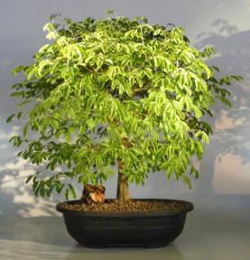 Flowering Brazilian Raintree Bonsai Tree<br><i>(pithecellobium tortum)</i>