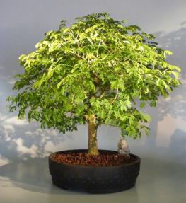 Flowering Brazilian Raintree Bonsai Tree <br><i>(pithecellobium tortum)</i>