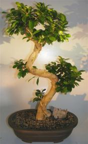 Ginseng Ficus Bonsai Tree <br>Curved & Gnarled Trunk <br><i>(ficus microcarpa)</i>