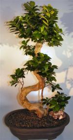 Ginseng Ficus Bonsai Tree <br>Curved & Gnarled Trunk<br><i> (ficus microcarpa)</i>