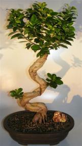 Ginseng Ficus Bonsai Tree <br>Curved & Gnarled Trunk<br><i> (ficus microcarpa)</i>