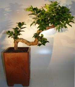 Ginseng Ficus Bonsai Tree <br>Curved & Gnarled Trunk - Cascade Style<br><i></i>(ficus retusa) 