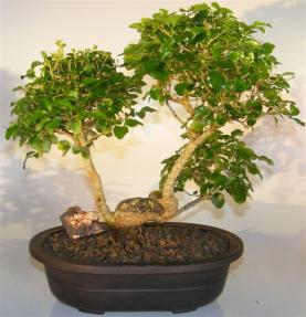Flowering Ligustrum Bonsai Tree<br>Split Trunk Style<br><i>(ligustrum lucidum)</i>