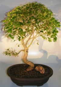 Flowering Ligustrum Bonsai Tree <br>Curved Trunk Style<br><i>(ligustrum lucidum)</i>