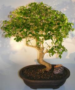 Flowering Ligustrum Bonsai Tree <br>Curved Trunk Style<br><i>(ligustrum lucidum)</i> 