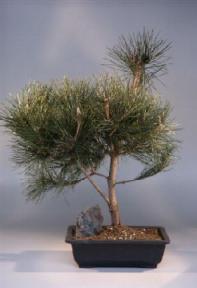 Japanese Black Pine Bonsai Tree<br><i>(pinus thunbergii 'mikawa')</i>