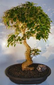Flowering Ligustrum Bonsai Tree <br>Curved Trunk Style<br><i>(ligustrum lucidum)</i>   