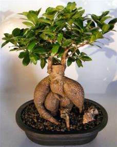 Ginseng Ficus Bonsai Tree<br><i>(ficus retusa)</i> 