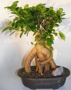 Ginseng Ficus Bonsai Tree<br><i>(ficus retusa)</i>  