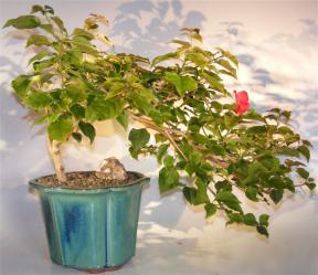 Bougainvillea - Flowering Vine <br>Cascade Style<br><i>(Pink Pixie)</i>