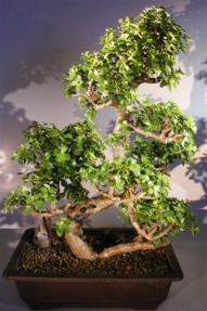 Baby Jade Bonsai Tree - Multi Tiered & Curved Trunk<br><i>(portulacaria afra)</i>  