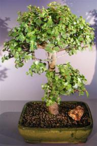 Baby Jade Bonsai Tree <br><i>(portulacaria afra)</i>   
