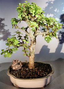 Baby Jade Bonsai Tree <br><i>(portulacaria afra)</i> 