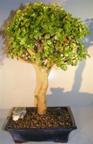 Baby Jade Bonsai Tree <br><i>(portulacaria afra)</i>    
