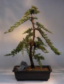 Juniper Bonsai Tree<br><i>(juniper procumbens nana)</i>