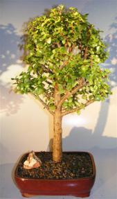 Baby Jade Bonsai Tree <br><i>(portulacaria afra)</i>