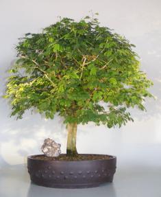 Flowering Brazilian Raintree Bonsai Tree <br><i>(pithecellobium tortum)</i>