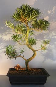 Flowering Podocarpus Bonsai Tree <br>Curved Trunk Style<br><i>(podocarpus macrophyllus)</i>