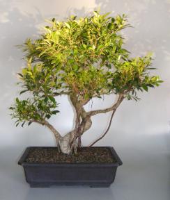 Ficus Retusa Bonsai Tree<br>Curved Trunk, Tiered Branching, & Banyan Roots<br><i>(ficus retusa)</i>