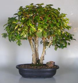 Flowering & Fruiting Surinam Cherry Bonsai Tree<br><i>(eugenia uniflora)</i>