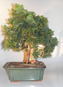 Dwarf Hinoki Cypress Bonsai Tree<br><i>(chamecyparis 