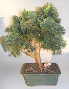 Dwarf Hinoki Cypress Bonsai Tree<br><i>(chamecyparis 