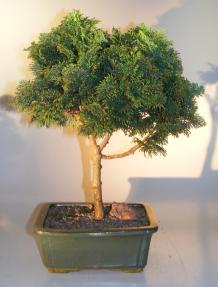 Dwarf Hinoki Cypress Bonsai Tree<br><i>(chamecyparis 